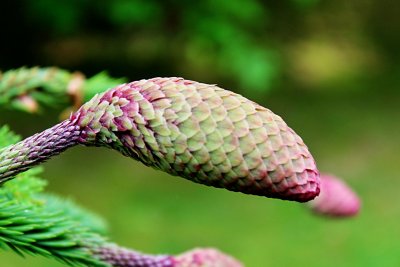 Picea abies 'Acrocorna' - smrk ztepilý - šištice (2)